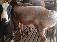 Ram, Sheep — photo 8