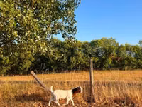 Ziege, Boer goat — Foto 8