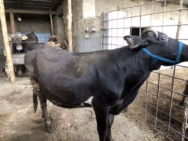 بقرة, Russian Black pied cattle