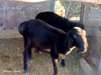 Ram, Sheep — photo 1