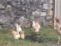 Serama — foto 3