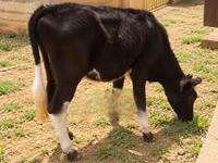 गाय, ऐरशायर — फ़ोटो 5