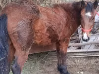 Mare, Horses — photo 2