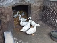 मुलार्ड — फ़ोटो 2