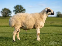 Widder, Beltex sheep — Foto 1