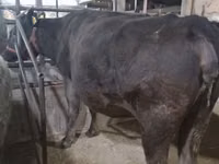 Vaca, Raza Holstein — foto 2