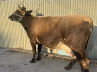 गाय, गोलस्टीन नस्ल — फ़ोटो 1