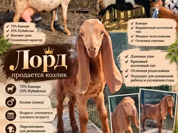 تيس, Kamori goats