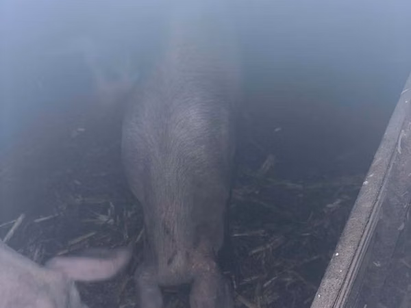 Säue, Schweine