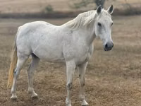 घोड़ी, Shagya — फ़ोटो 1