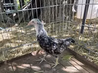 Araucana — photo 1