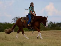 घोड़ा, Quarter Horse — फ़ोटो 7