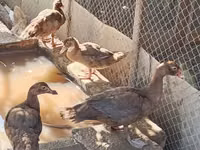 Ducks — photo 2