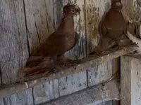 Ducks — الصورة 8