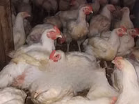 Chickens — photo 4