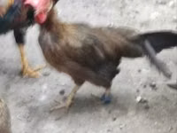 Chickens — फ़ोटो 2