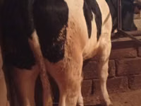 Vaca, Russian Black pied cattle — foto 2