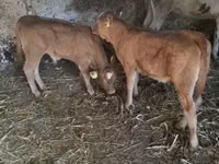सांड, लिमोज़िन गाय — फ़ोटो 2