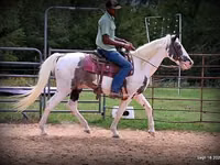 公马, National Show Horse — 照片 5