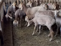 Sheep, Hissar sheep — photo 2