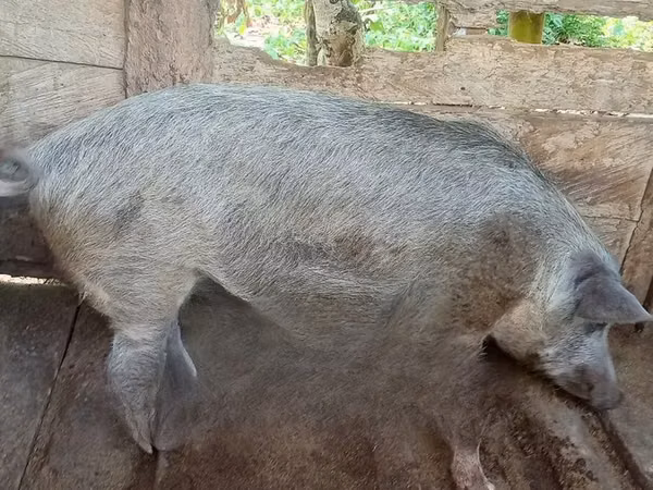 Pigs (batch, sex not specified), Pigs