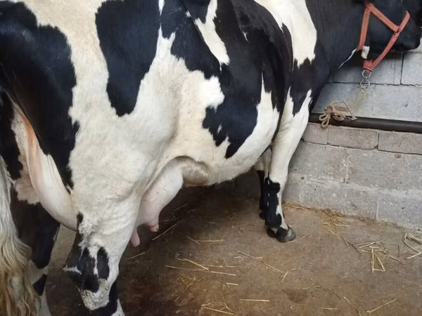 بقرة, سلالة هولشتاين