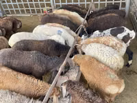 भेड़, Krasnoyarsk sheep — फ़ोटो 4