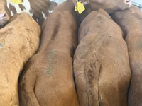 Cattle (batch, sex not specified), Simmental cattle — photo 5