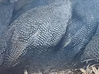 पर्ल ग्रे — फ़ोटो 7
