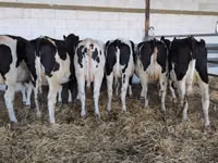 गाय, गोलस्टीन नस्ल — फ़ोटो 1