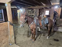 Horse (M), Quarter Horse — photo 5