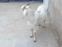 كبش, الأغنام — الصورة 4