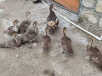 Ducks — Foto 4
