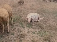 Ram, Assaf sheep — photo 5
