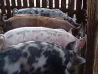 Eber, Schweine — Foto 1