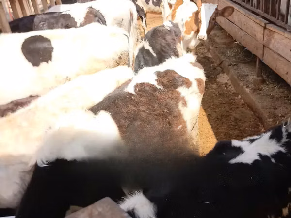 गाय, गोलस्टीन नस्ल