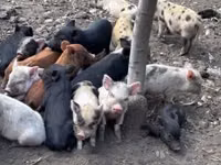Säue, Schweine — Foto 4