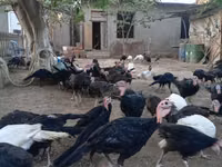 أمريكان باف — الصورة 8