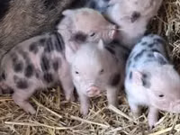 Boar — photo 1