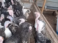 Turkeys — photo 3