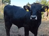 Bull, Brown Carpathian breed — photo 3