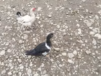 Ducks — Foto 3