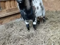 تيس, Dutch Landrace goats — الصورة 2