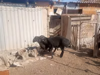 كبش, Ordabasy sheep — الصورة 3