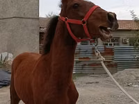 Hengst, Budyonny horse — Foto 3