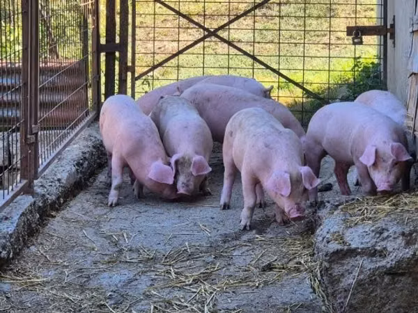 Eber, Schweine