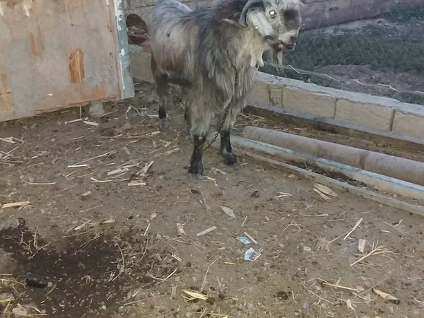 公山羊, Damask goat