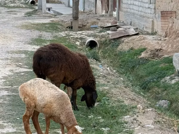 Sheep, Sheep