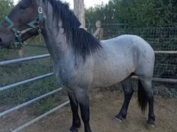 公马, Horses