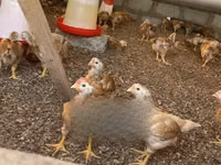 Shamo chickens — photo 7